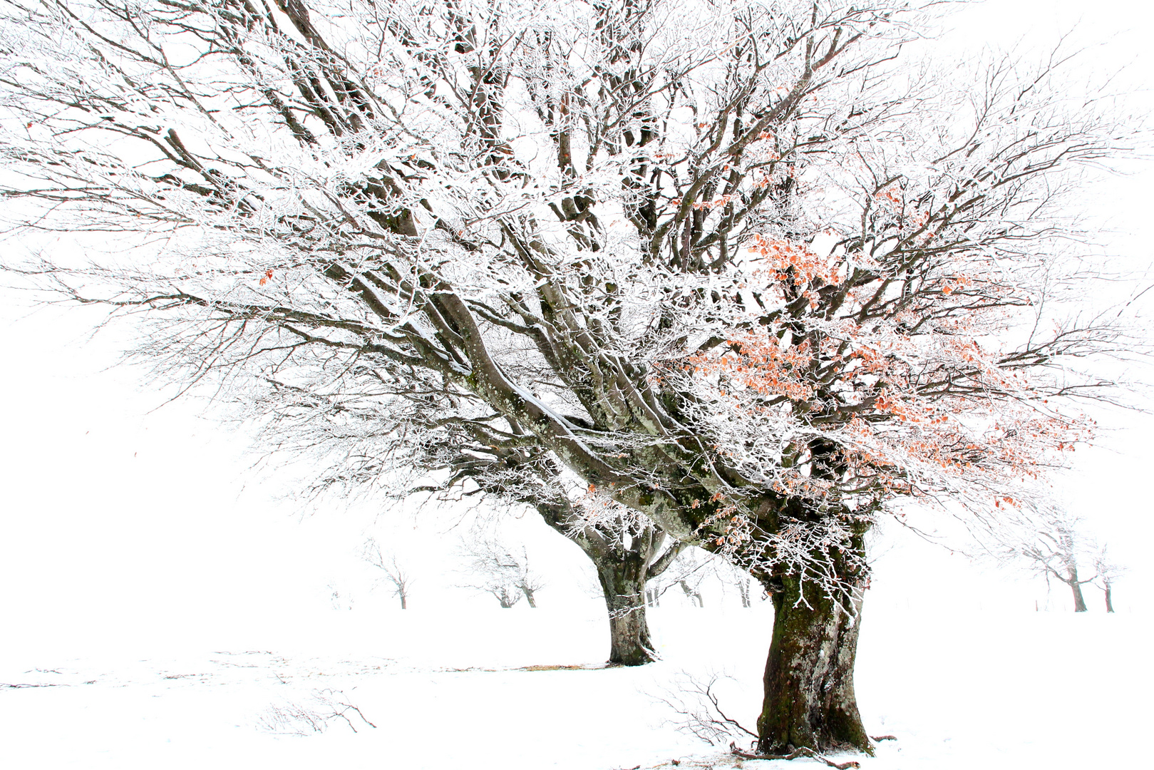 frozen trees