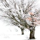 frozen trees