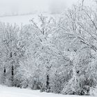 FROZEN TREES