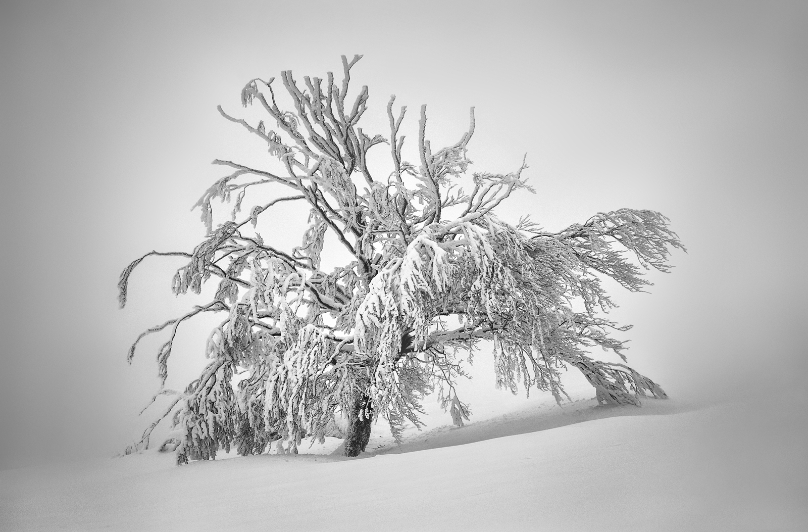 Frozen Trees