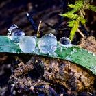 Frozen Waterdrops