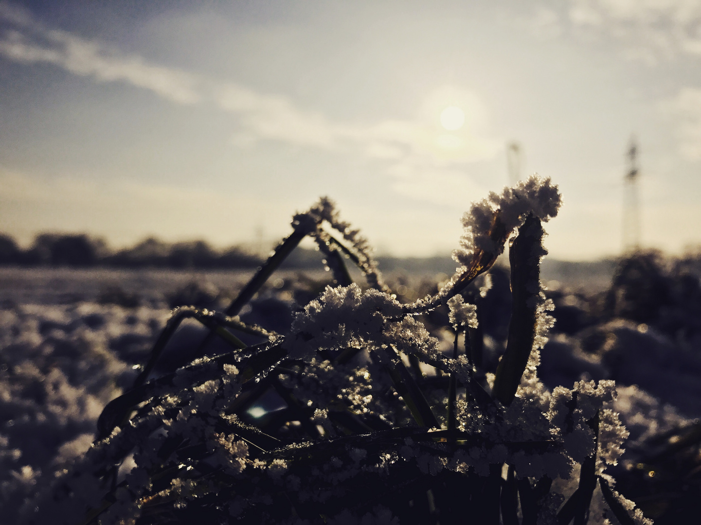 Frozen Weed