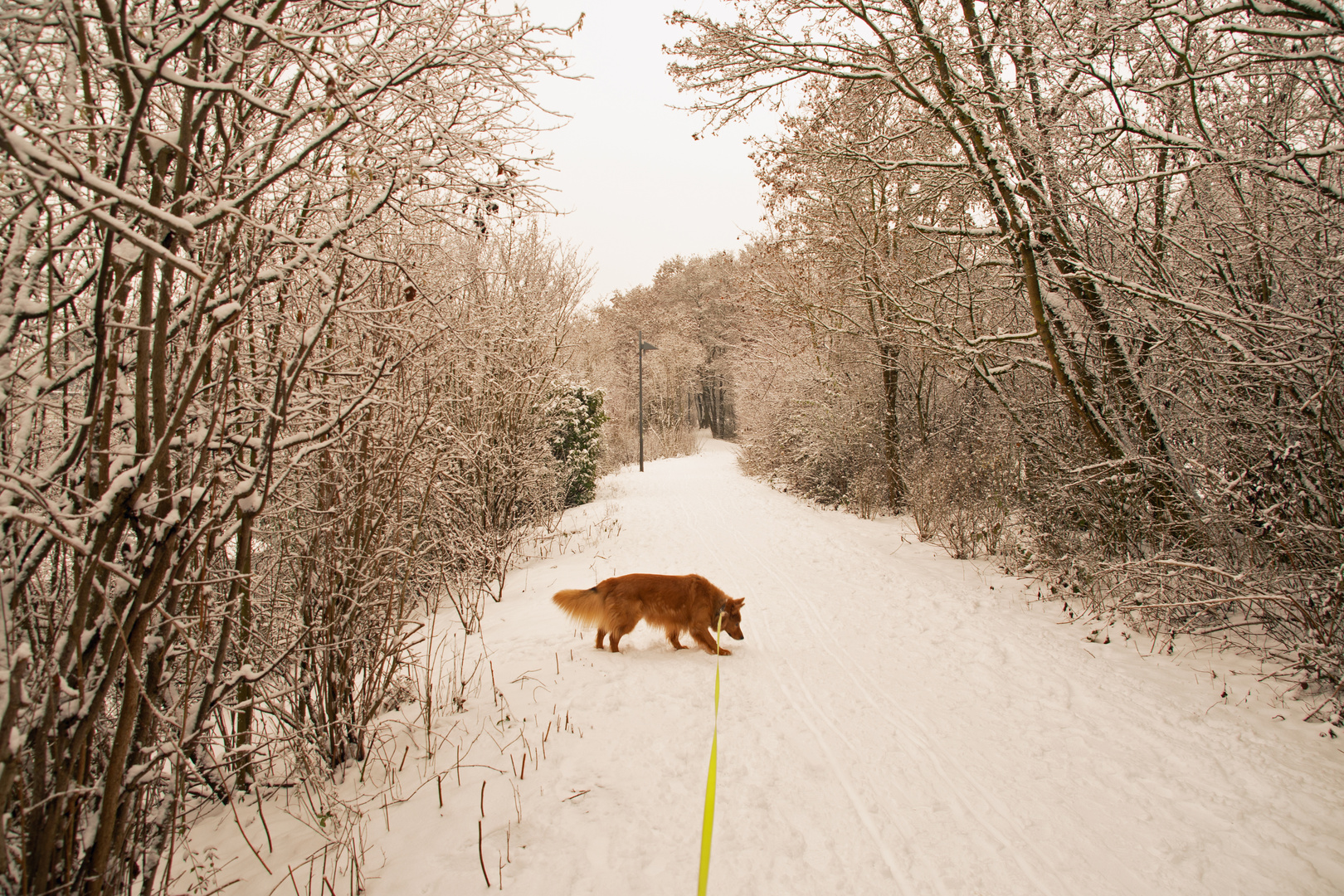 FROZEN / Winterspaziergang