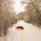 FROZEN / Winterspaziergang