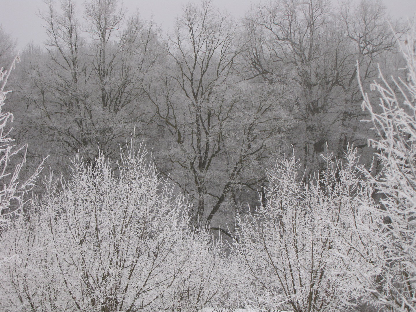 frozen wood