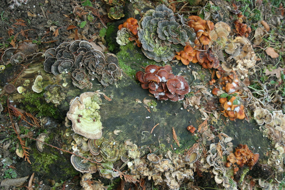 frozen wood and tree fungi