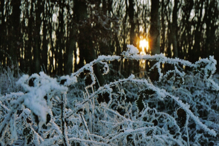 Frozen World