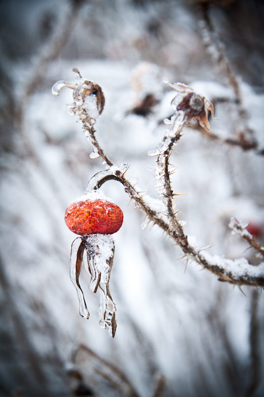 ~ Frozen World ~