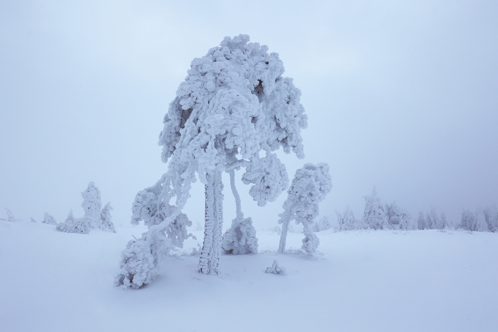 frozen world