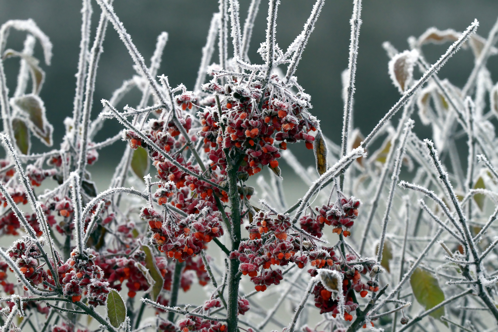 *frozen~berry*