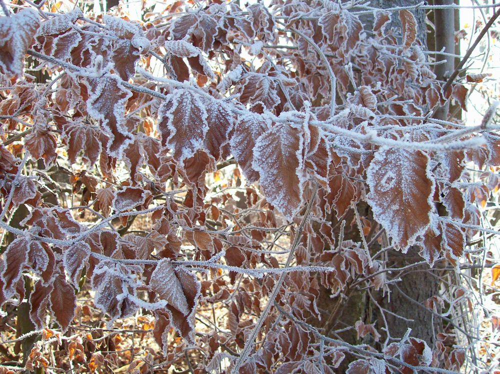 frozenleave von Britta Schönduwe