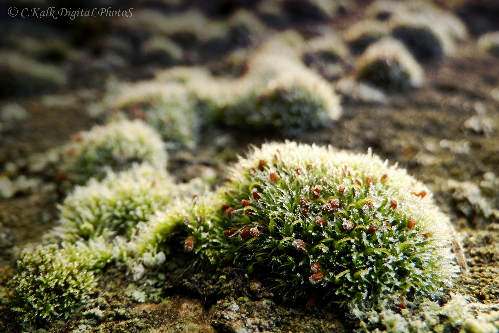 frozen.moss