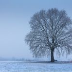 Frozen_Ringrazio FC per averla scelta e apprezzata per la copertina del 20 Febbraio 2019. 