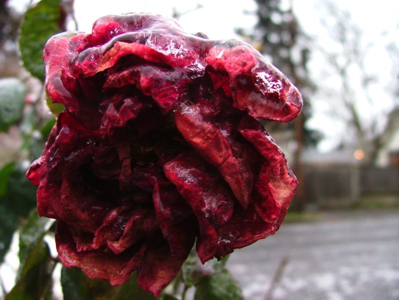 frozenRose