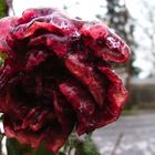 frozenRose