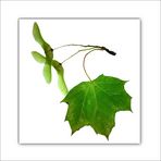 Frucht & Blatt /2