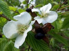 Frucht & Blüte