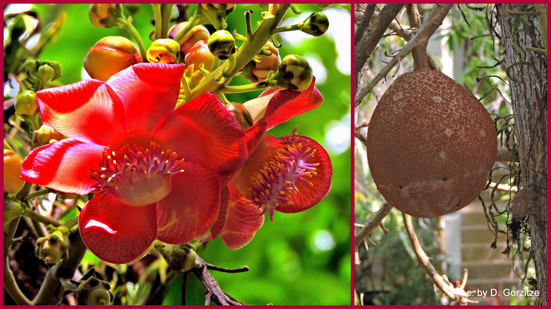 Frucht & Blüte des Kanonenkugelbaums!