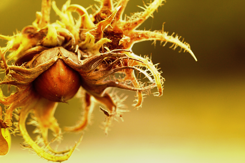 Frucht der Baum-Hasel (Corylus colurna)