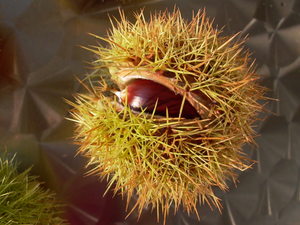 Frucht der Castanea sativa