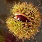 Frucht der Castanea sativa