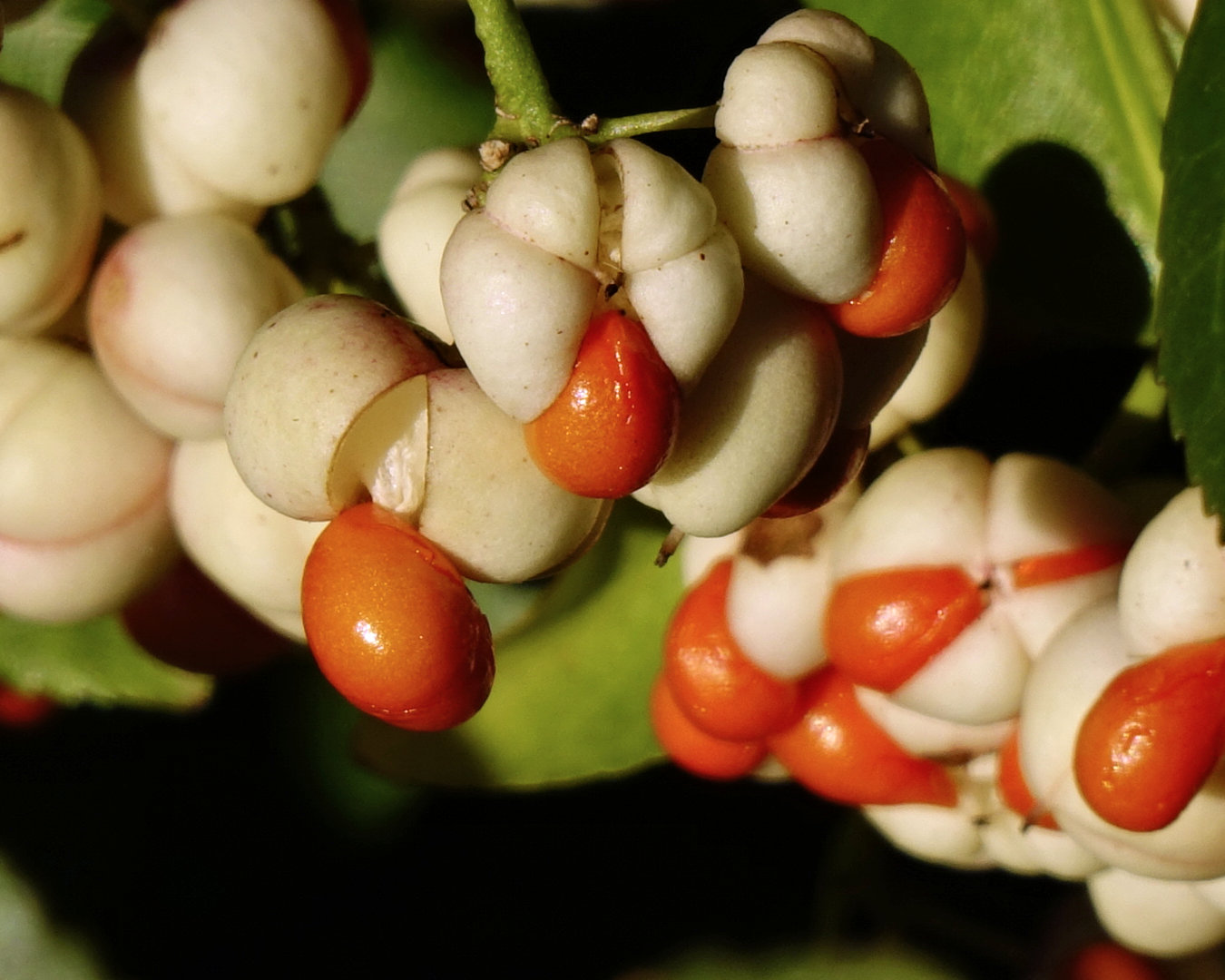 Frucht der Klebsame