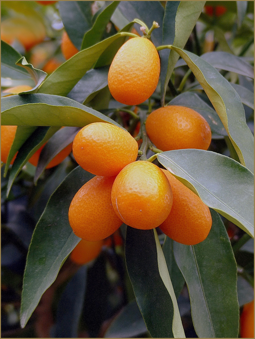 Frucht  der Kumquats  