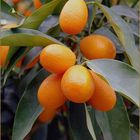 Frucht  der Kumquats  