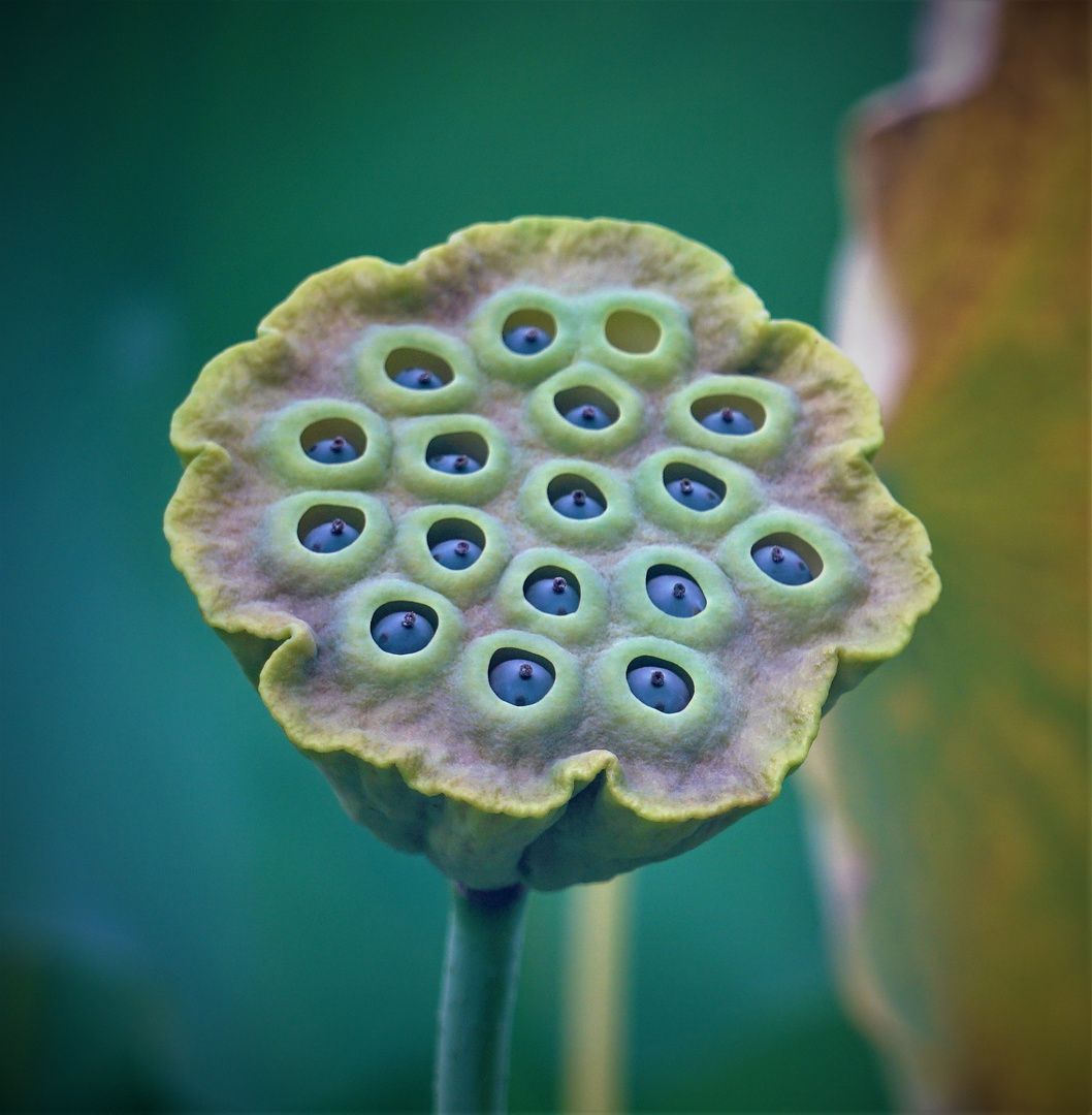 Frucht der Lotusblume