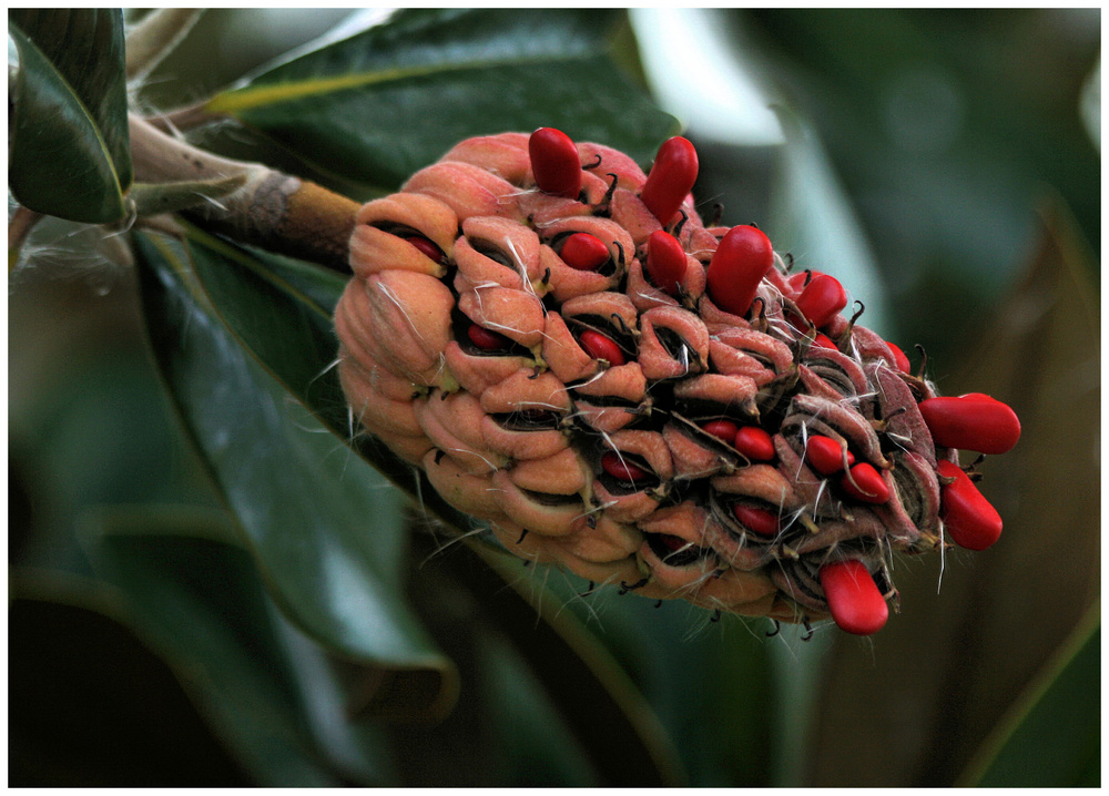 Frucht der Magnolia grandiflora