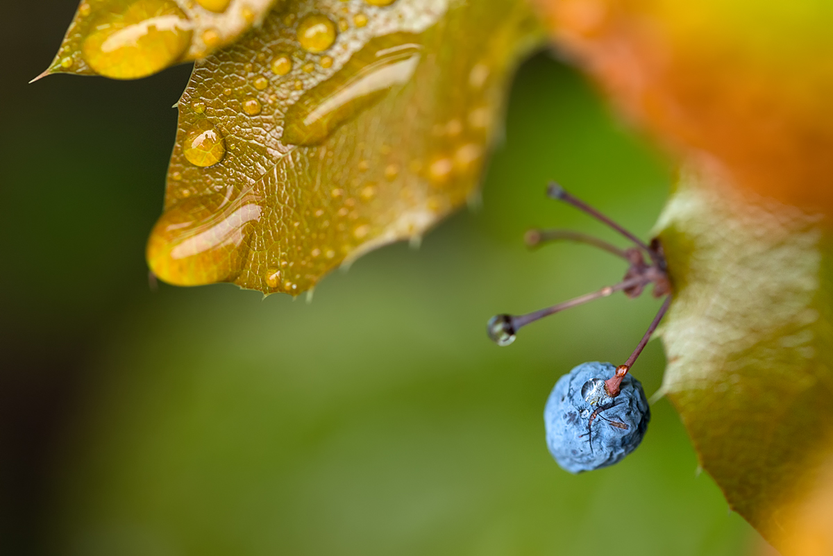 Frucht der Mahonie