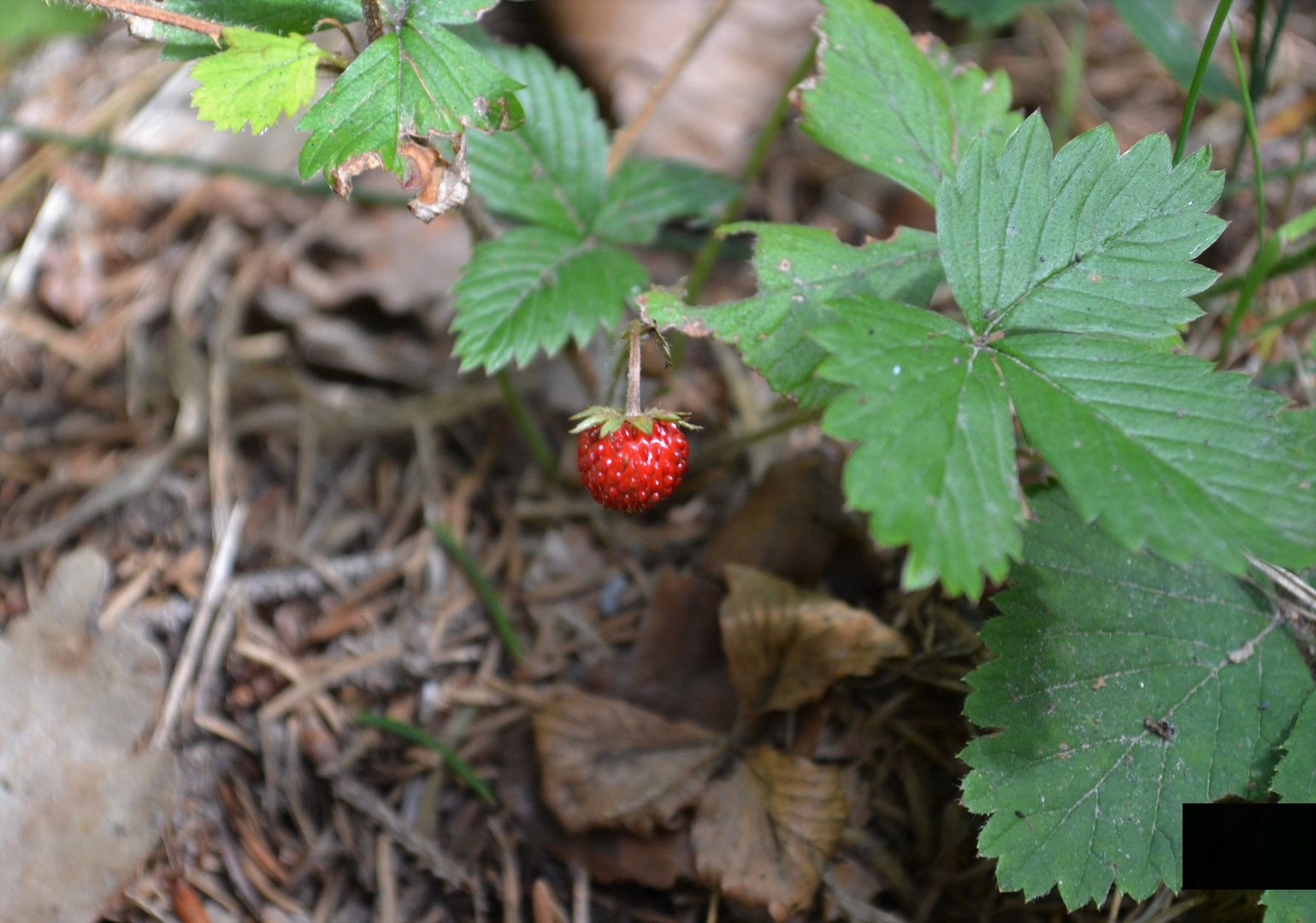 Frucht der Natur