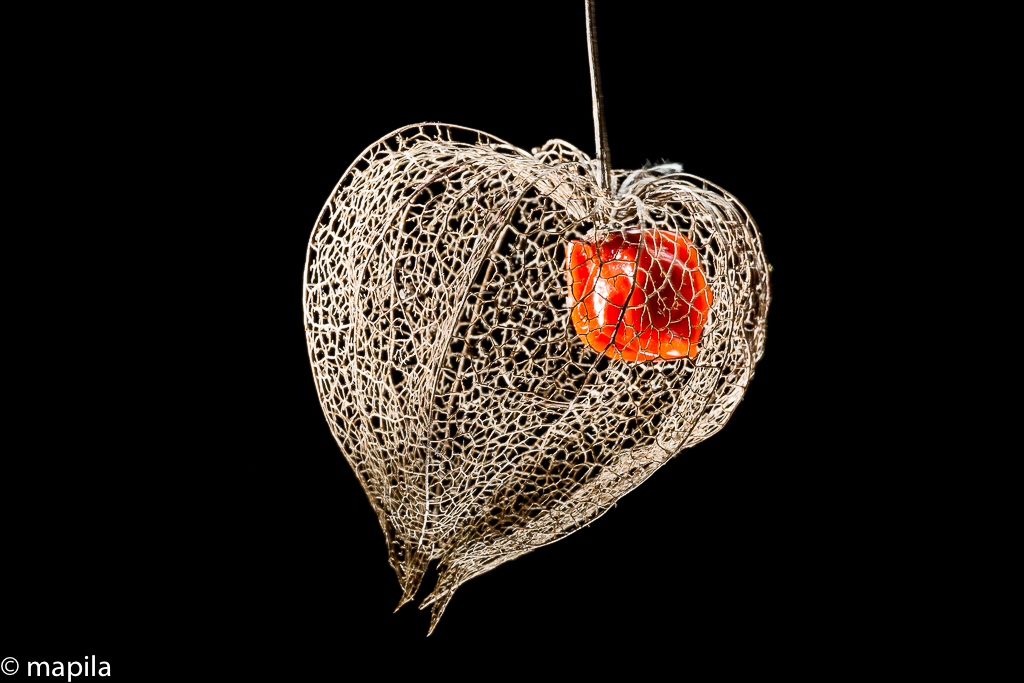 Frucht der Physalis