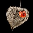 Frucht der Physalis