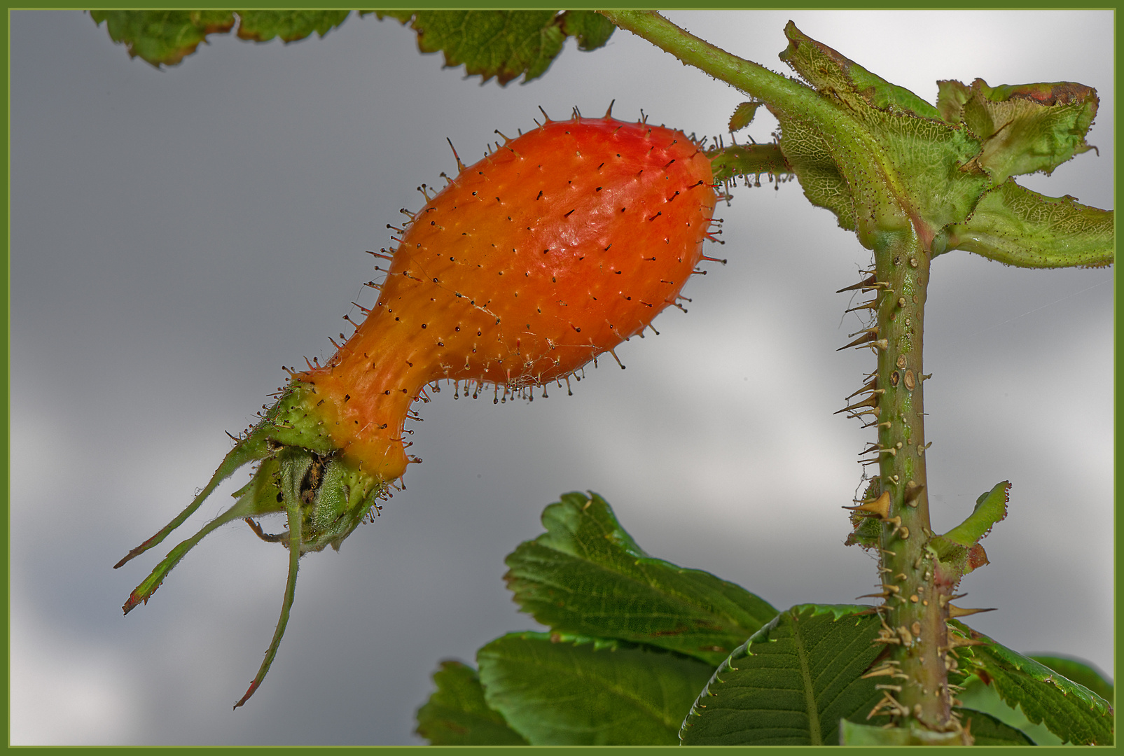 Frucht der Pracht- Hagebuttenrose