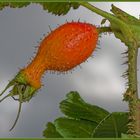 Frucht der Pracht- Hagebuttenrose