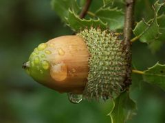 Frucht der Steineiche