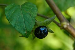 Frucht der Tollkirsche