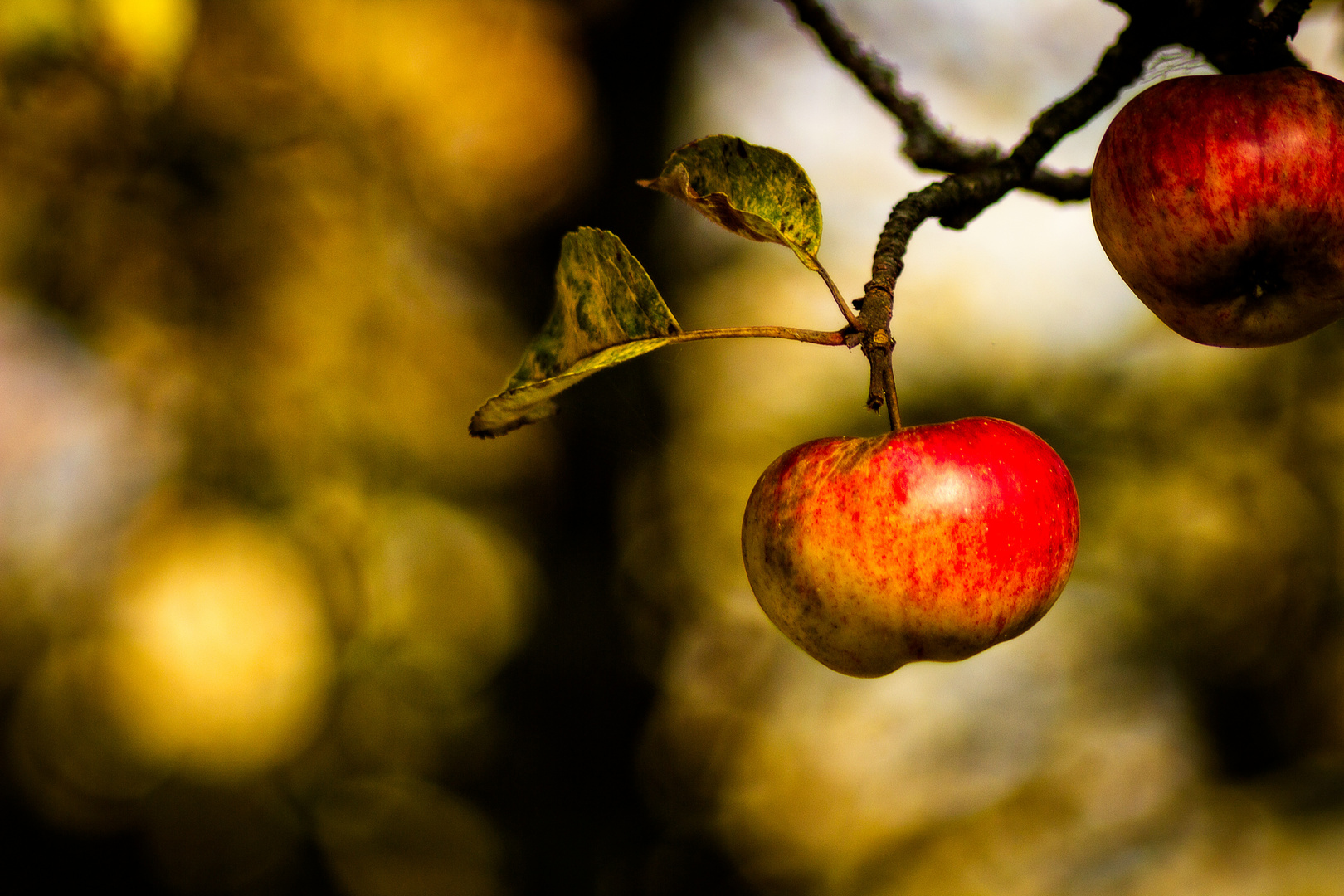 Frucht der Verführung