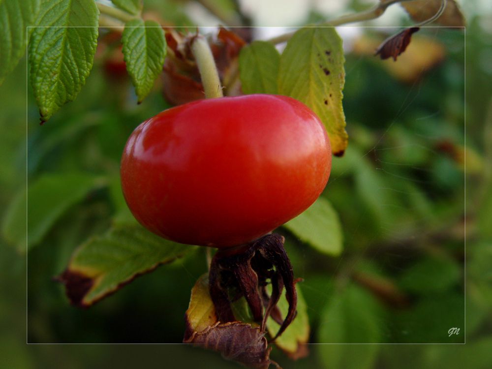 Frucht der wilden Rose