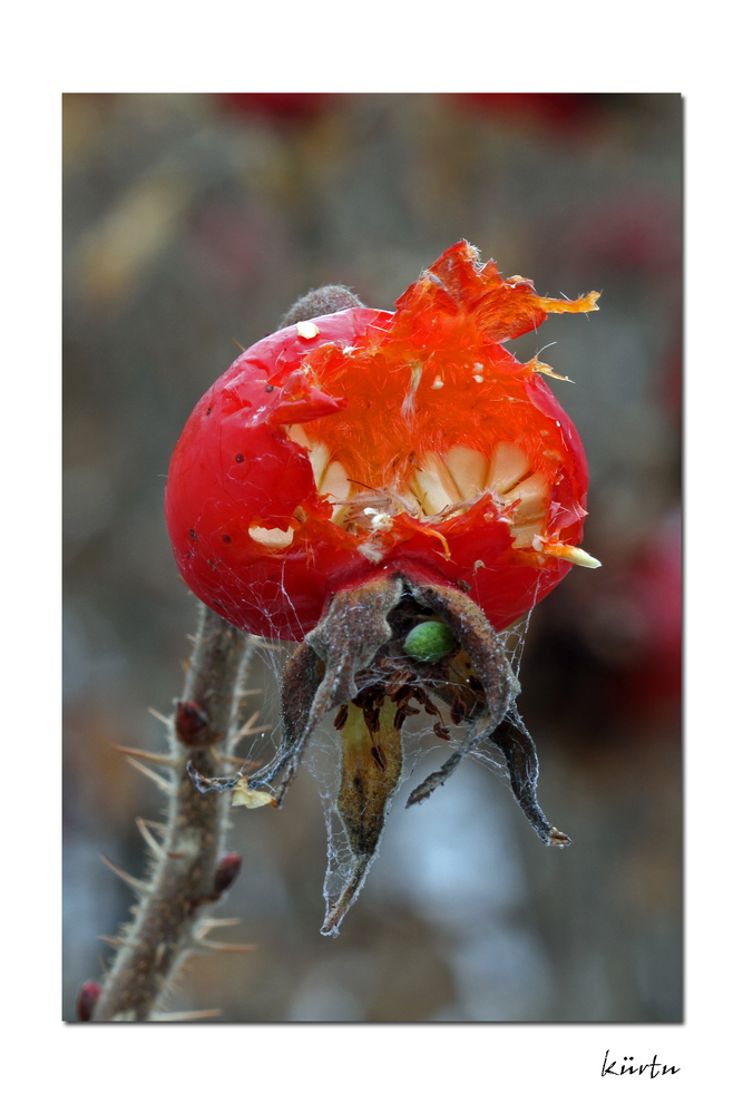 Frucht der wilden Rose Foto & Bild pflanzen, pilze & flechten, blüten & kleinpflanzen, rosen