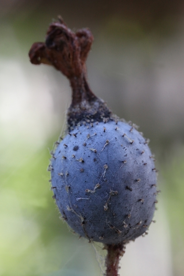 Frucht der Zier Johannisbeere