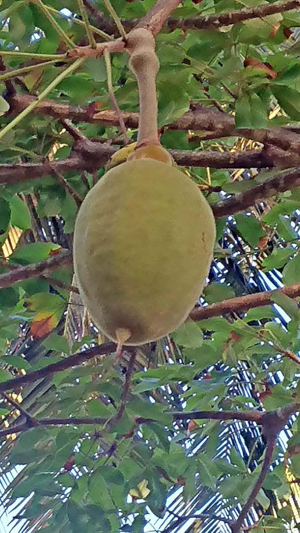 Frucht des Baobab Baumes