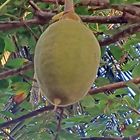 Frucht des Baobab Baumes