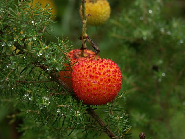 Frucht des Erdbeerbaums