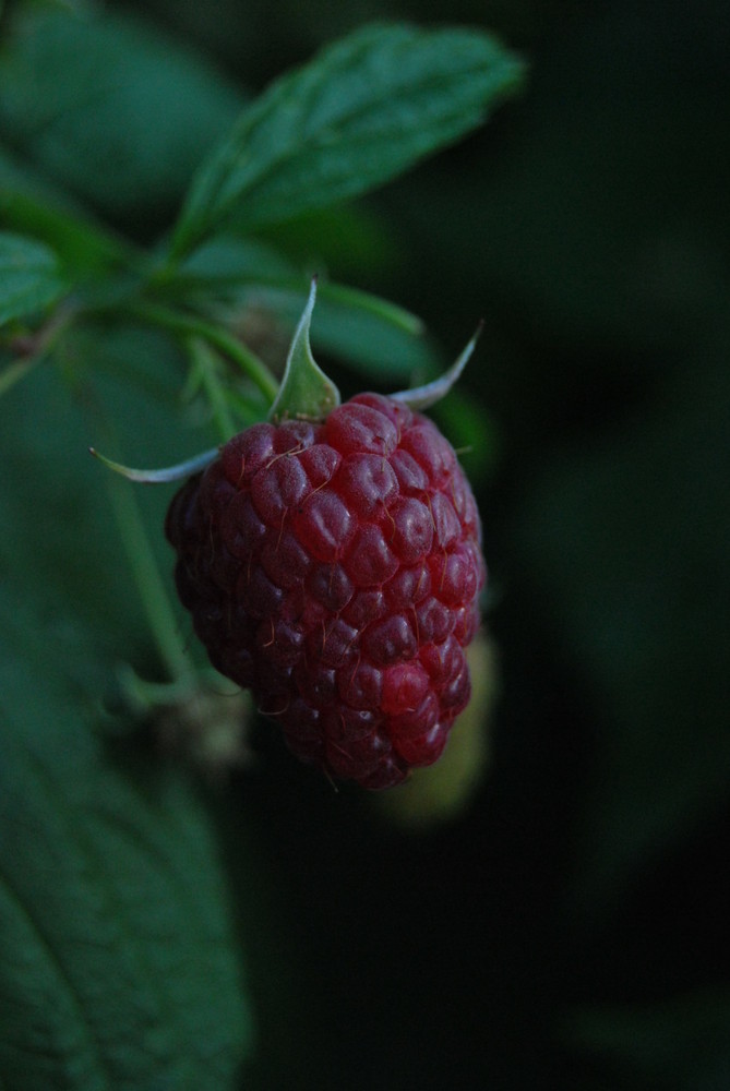 Frucht des Gartens