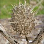 Frucht des Gemeinen Stechapfel (Datura stramonium)