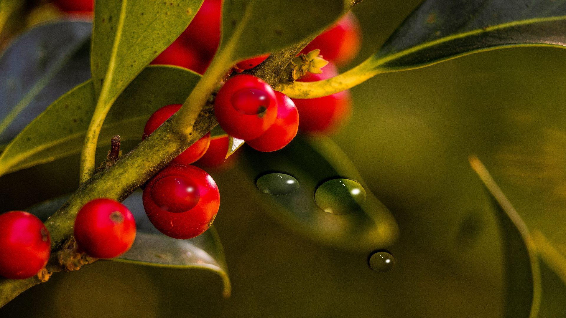 Frucht des Ilestrauches mit Wassertropfen