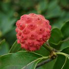 Frucht des Japanischen Blumenhartriegel (Cornus kousa)