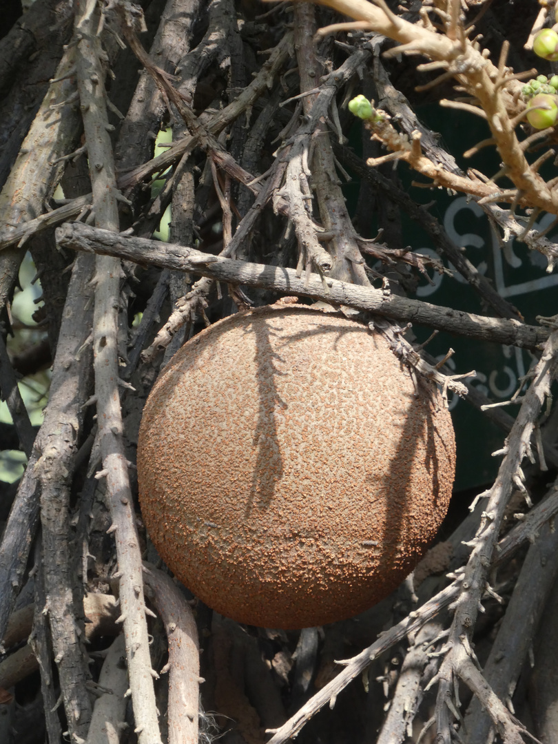 Frucht des Kanonenkugelbaumes